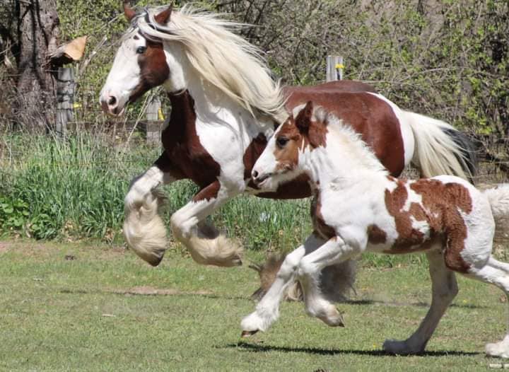 Spotted Draft Horse - Mare & Foal